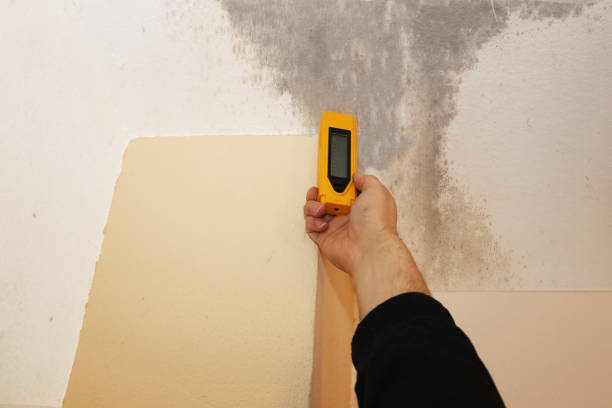 Best Environmental Consulting for Mold Prevention  in Labelle, FL