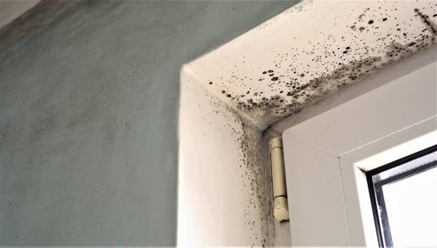 Best Mold Remediation for Healthcare Facilities  in Labelle, FL