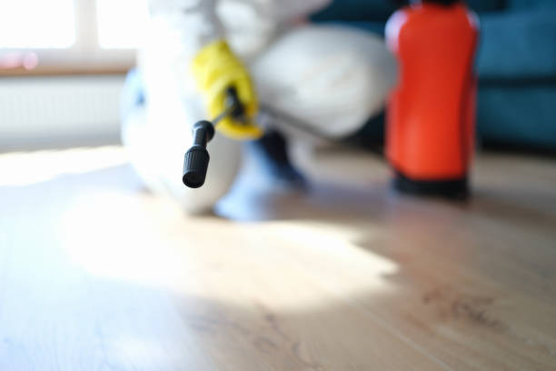 Best Black Mold Removal  in Labelle, FL