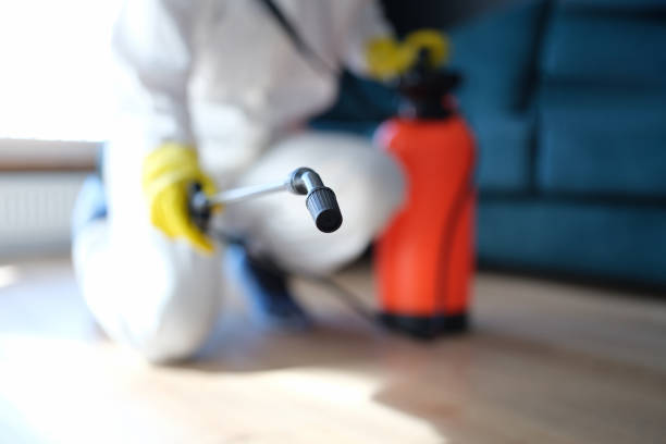 Reliable Labelle, FL Mold Removal Solutions