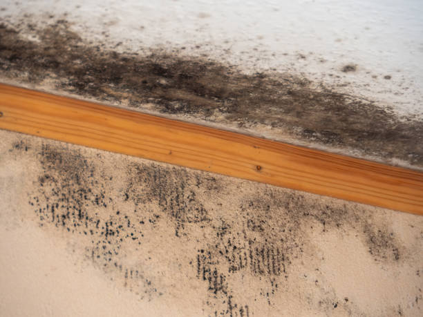 Best Commercial Mold Inspection  in Labelle, FL