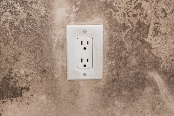 Best Attic Mold Removal  in Labelle, FL