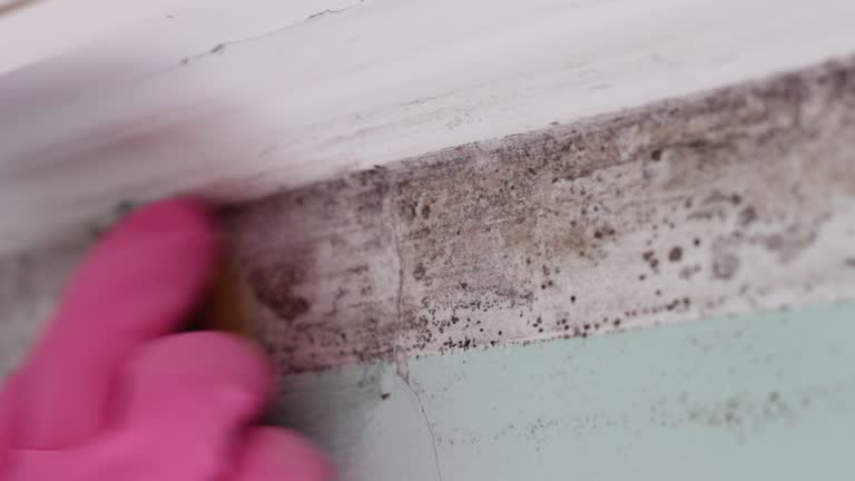Best Post-Construction Mold Inspection  in Labelle, FL